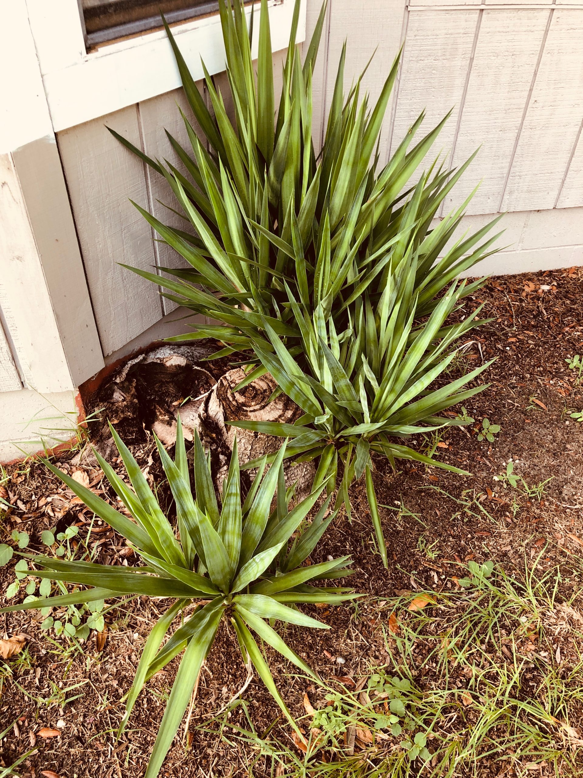 Stump Grinding Stark, Fl