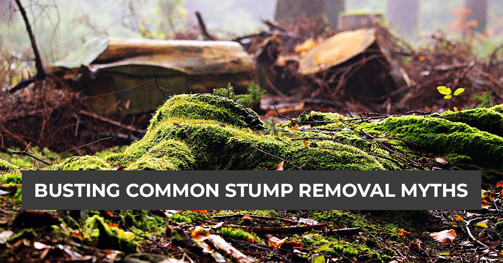 Busting Common Stump Removal Myths