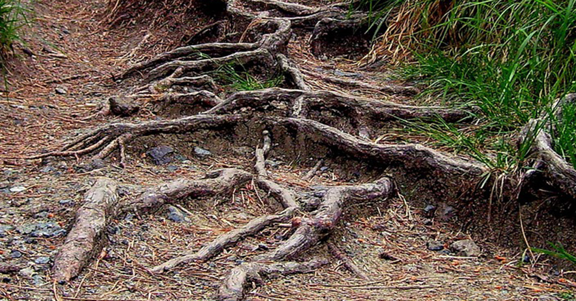 Do roots grow after stump grinding?