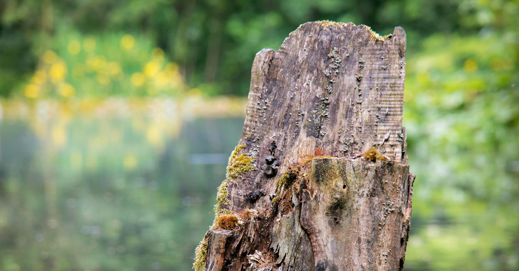 How Natural Stump Decay Can Be A Challenge For Homeowners