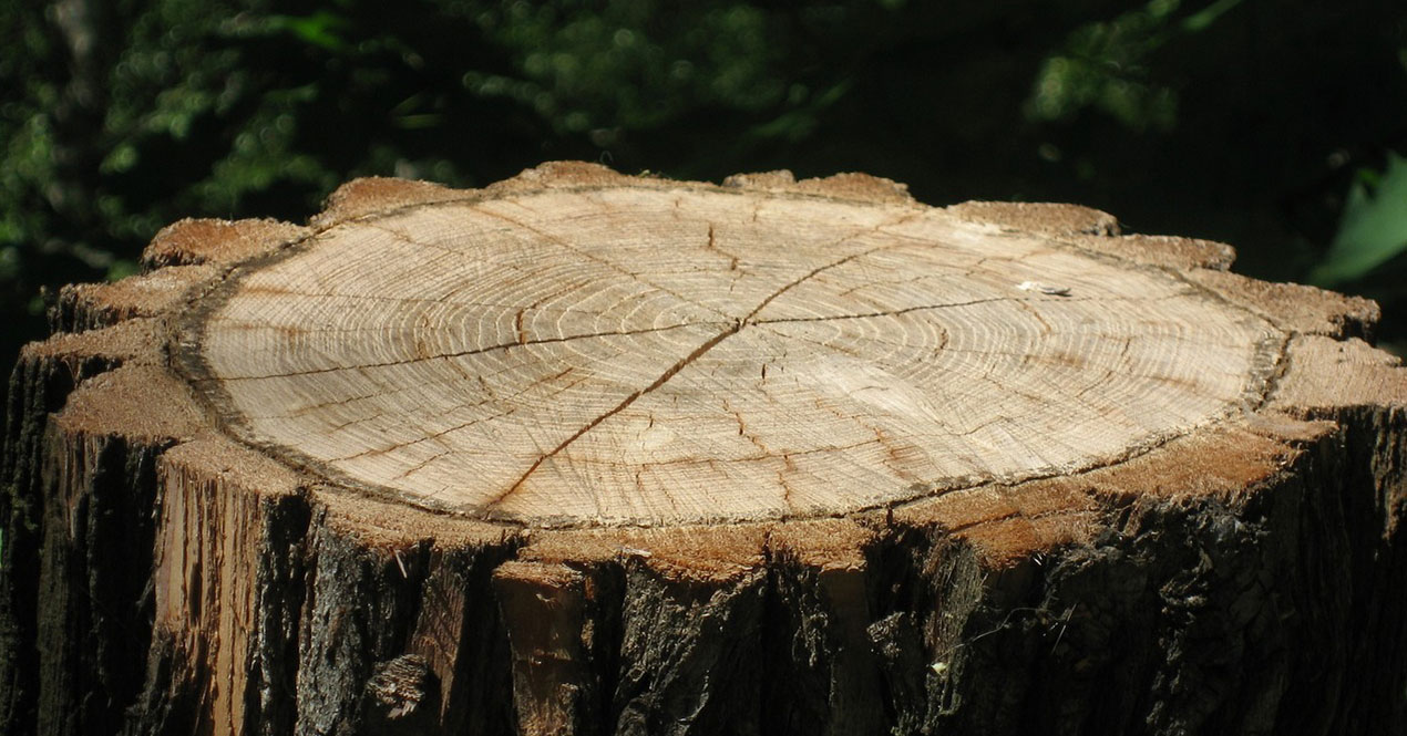 Is it cheaper to grind or remove a stump?