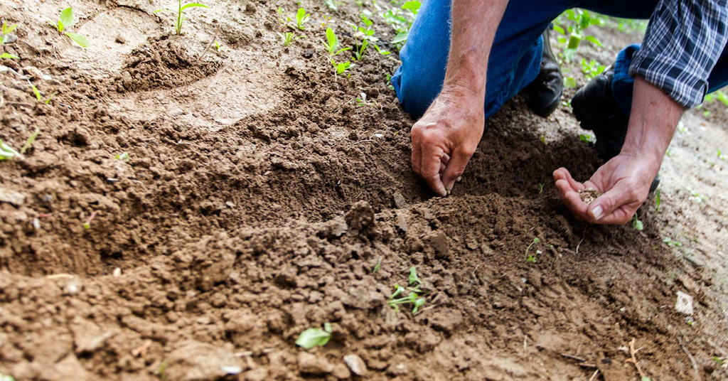 Stump Grinding: An Unexpected Ally in Soil Quality Enhancement