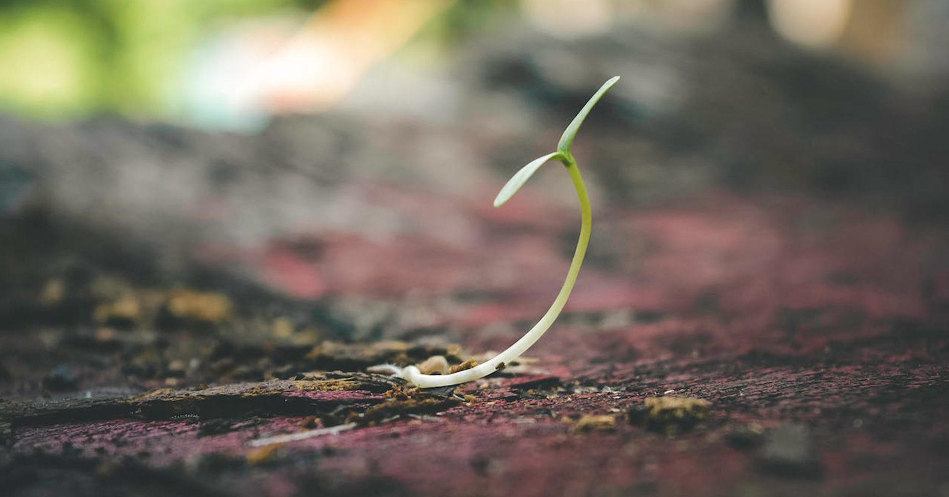 The Resilience of Nature: Will a Tree Grow Back if You Grind the Stump?