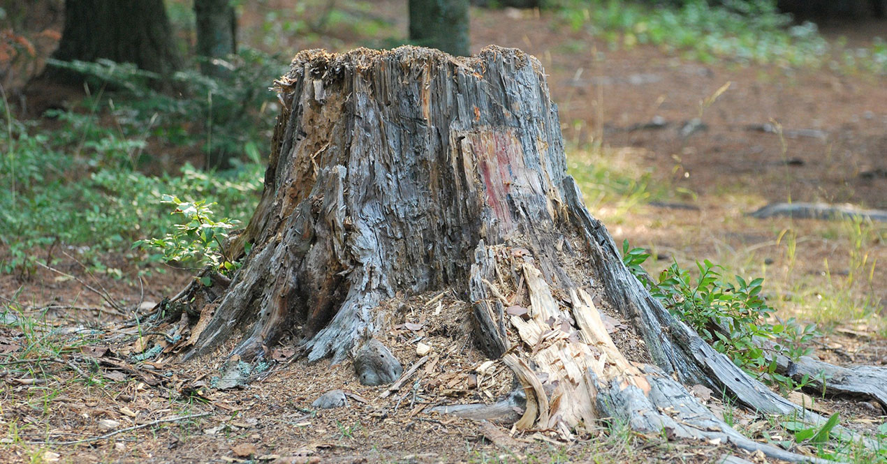 Tips and Tricks for Successful DIY Stump Grinding