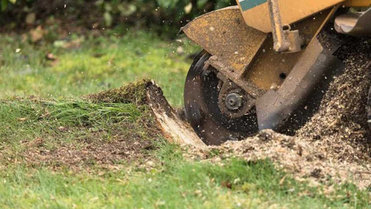 Stump Grinding 2