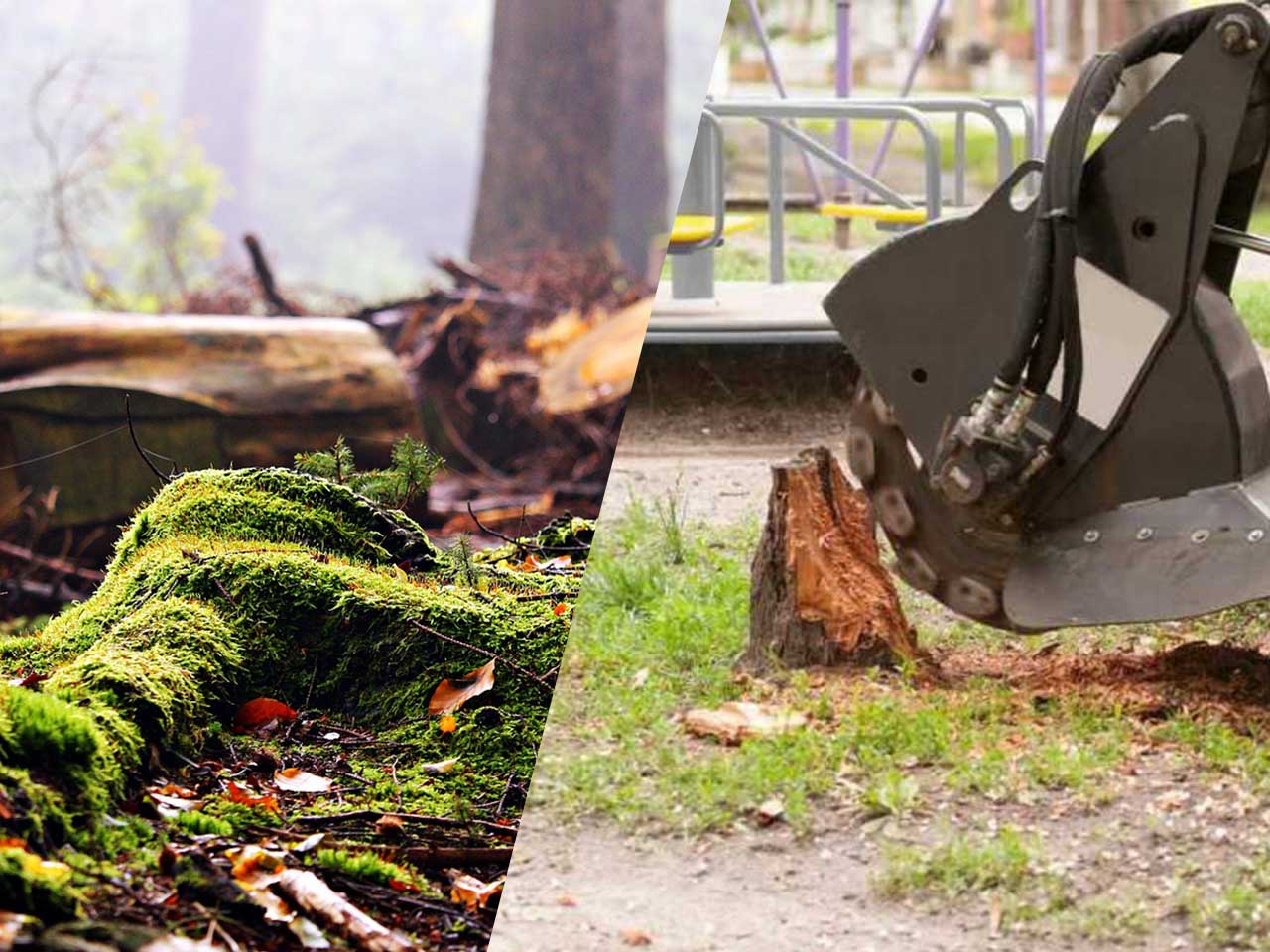 Stump Grinding Vs Stump Removal