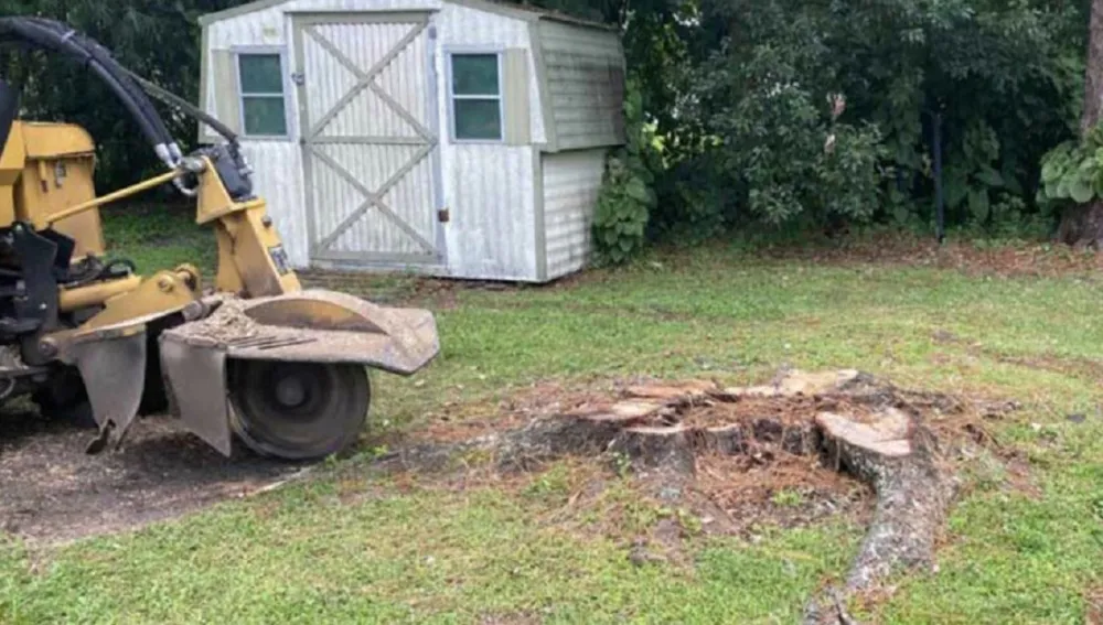 Enhancing Property Value The Benefits of Stump Grinding for Landlords